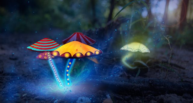 WEB_PSILOCYBIN_magic_mushrooms